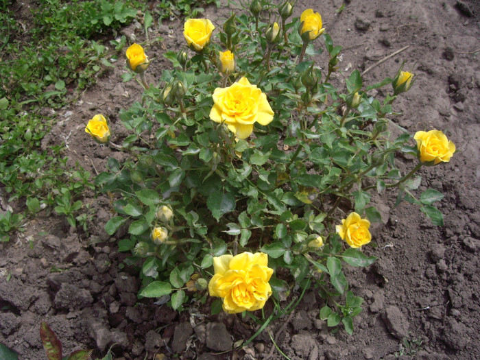 IMGP1865