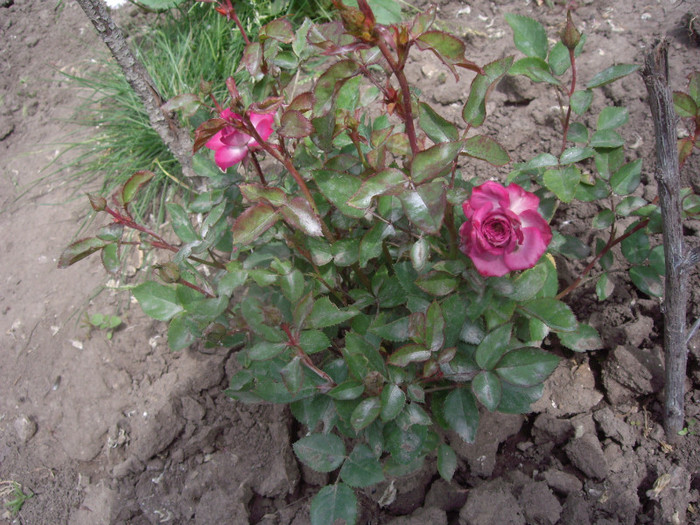 IMGP1873