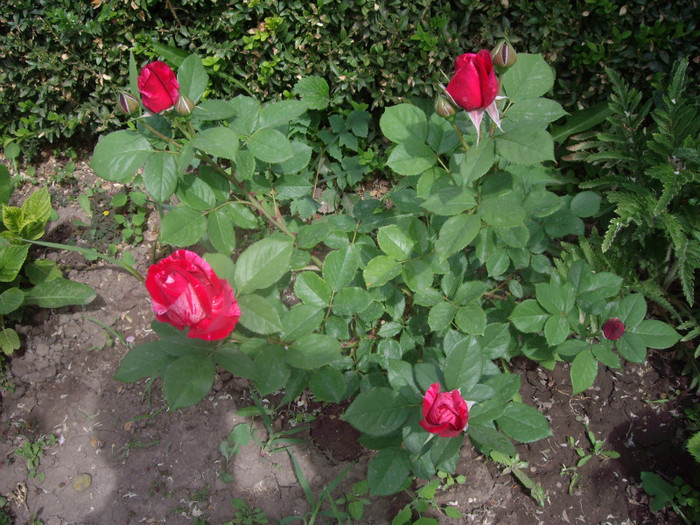 IMGP1875