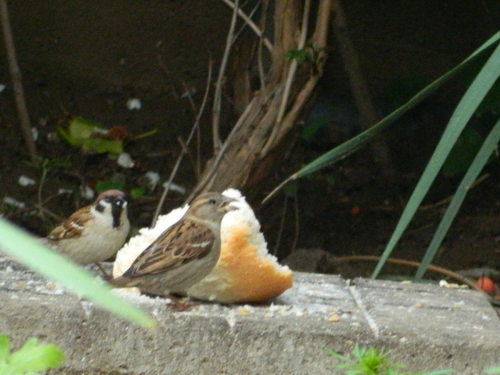DSCN5562