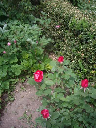 IMGP1877