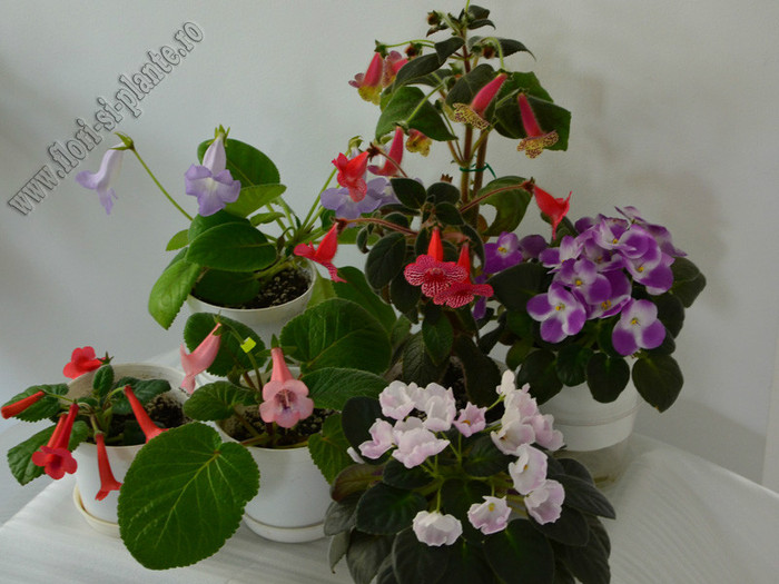 Gesneriaceae; 2012
