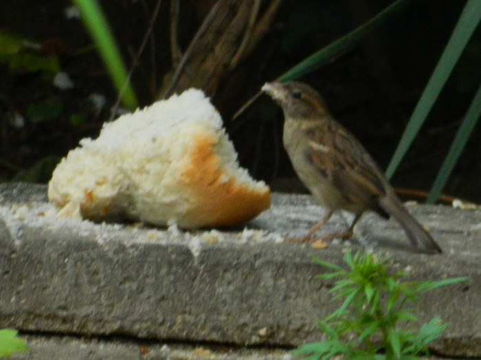 DSCN5571 - MAI 2012