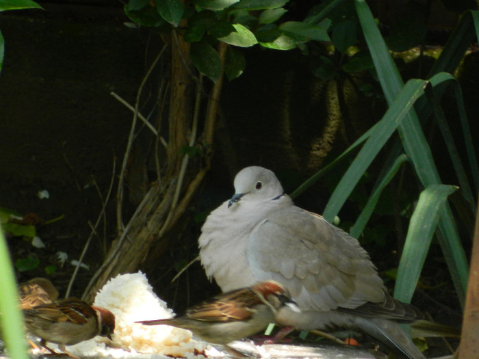 DSCN5574