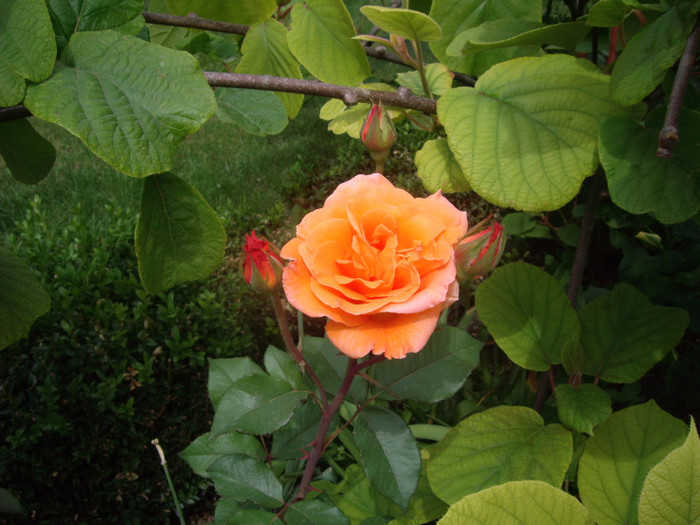 IMGP1894