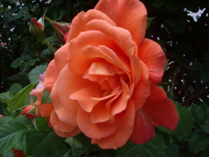IMGP2071