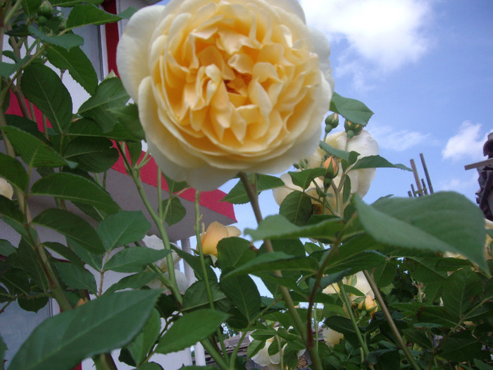 IMGP2075