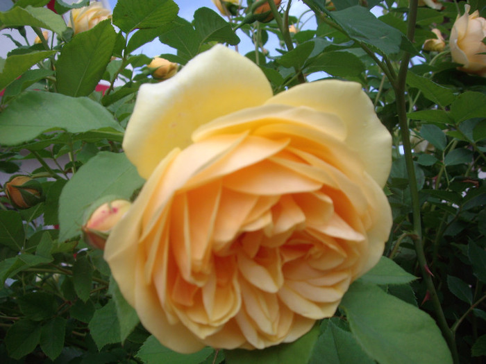 IMGP2077