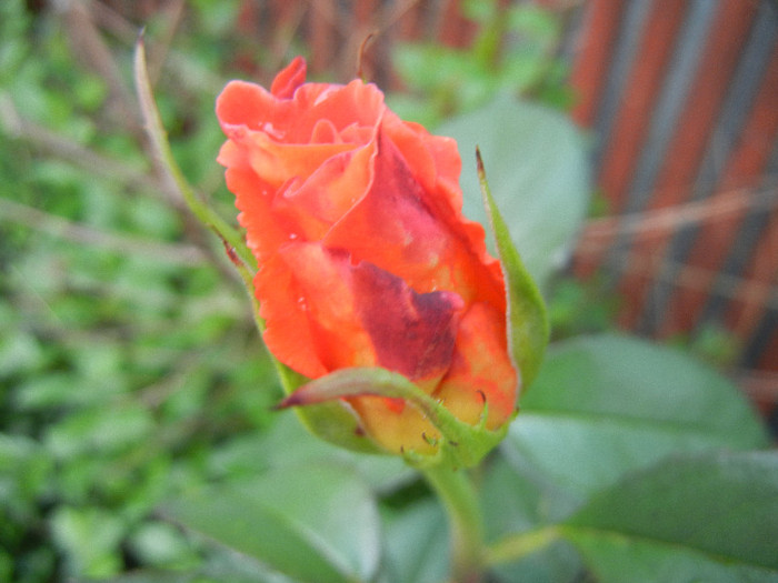 Rose Monica (2012, May 20) - Rose Monica