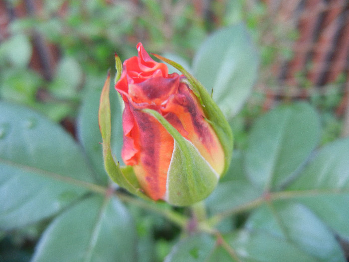 Rose Monica (2012, May 20)