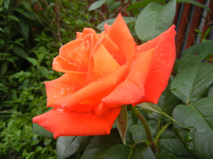 Rose Monica (2012, May 20) - Rose Monica