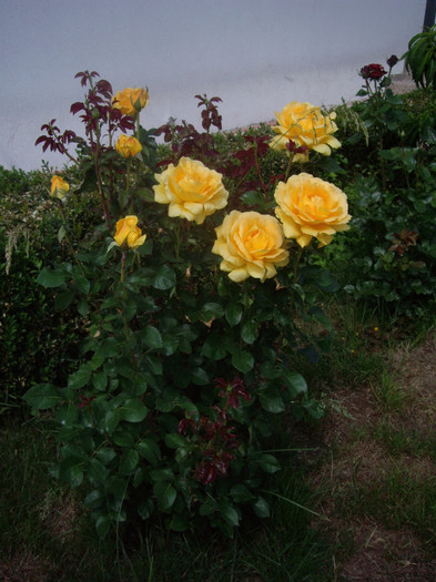 IMGP2117 - trandafiri 2012