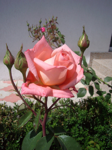 IMGP2124