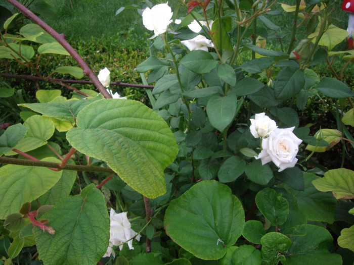 IMGP2151 - trandafiri 2012