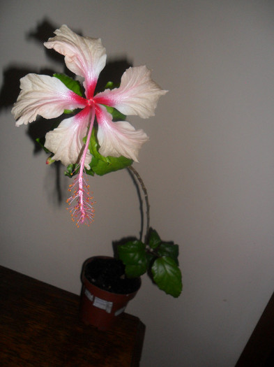 Hibiscus Rowenas Weeding