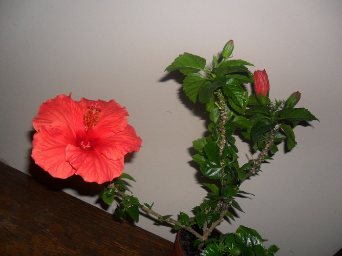 Hibiscus Sunni Cities Bordeaux