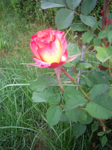IMGP2175 - trandafiri 2012