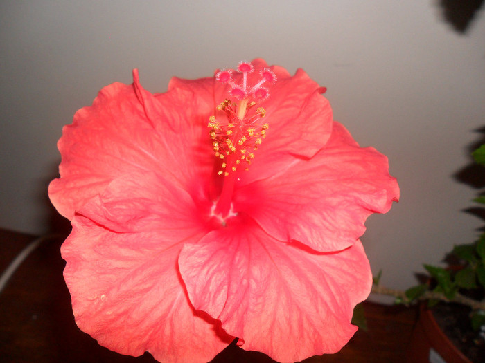 Hibiscus Sunni Cities Bordeaux