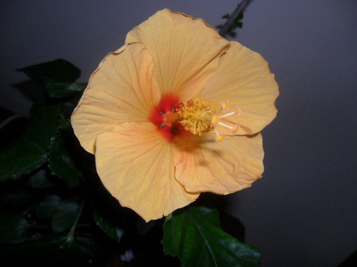 Hibiscus Hanne