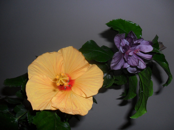 Hibiscus Hanne +  Blue Diamond