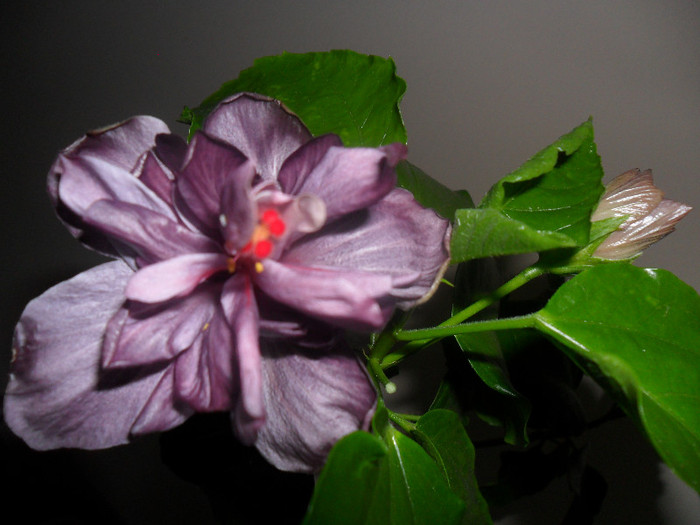 Hibiscus Blue Diamond