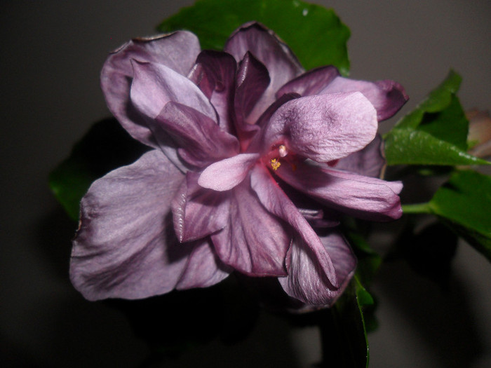 Hibiscus Blue Diamond
