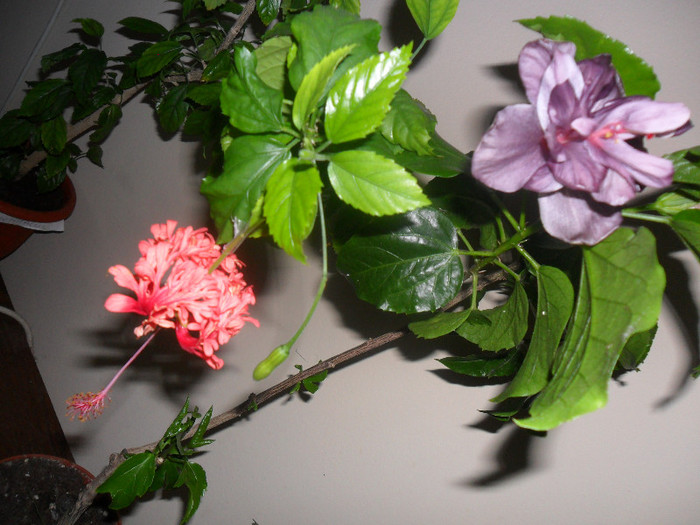 Hibiscus Blue Diamond + Schizopetalus - Hibiscus 2012-1