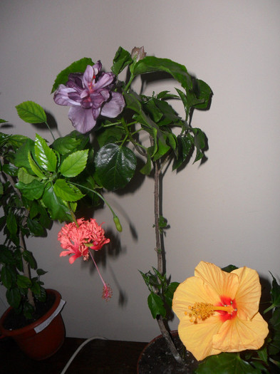 Hibiscus Blue Diamond  +Schizo  + Hanne