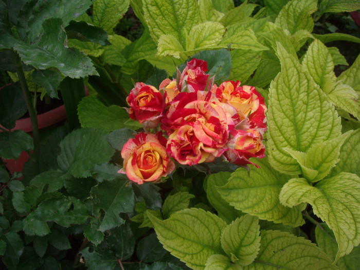 miniatura - trandafiri 2012