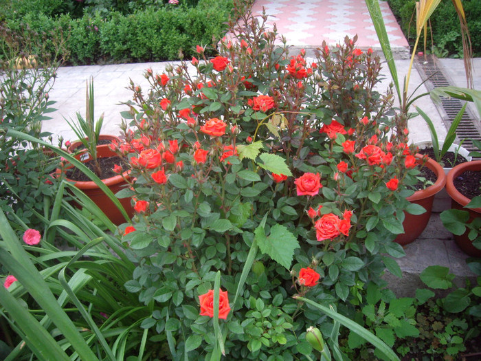 IMGP2326 - trandafiri 2012
