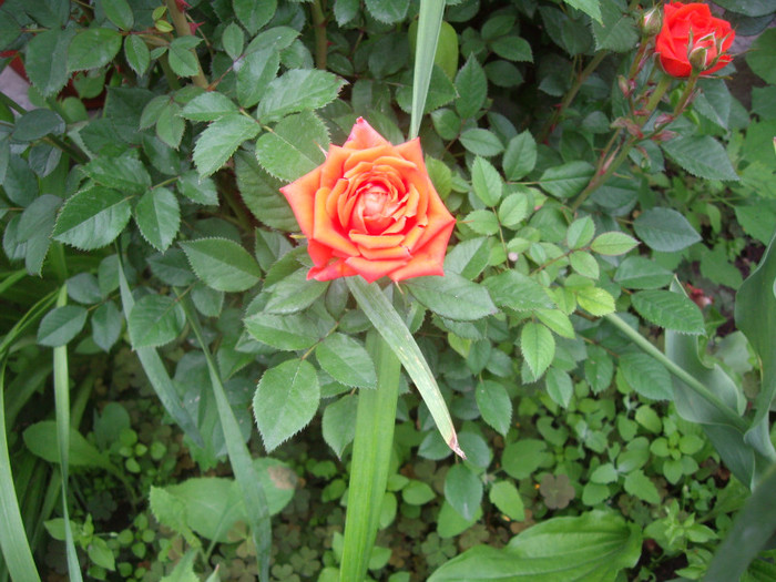 IMGP2329