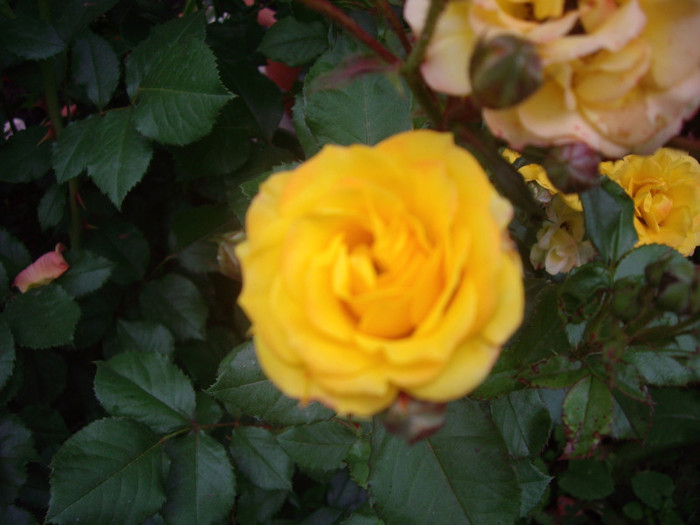 IMGP2334