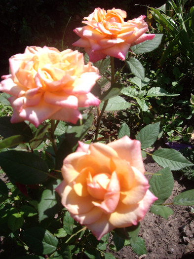 IMGP2336