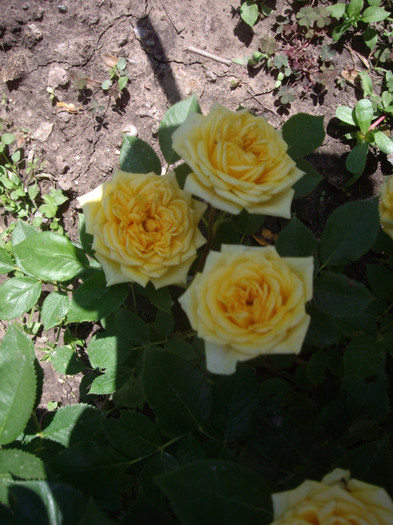 IMGP2338