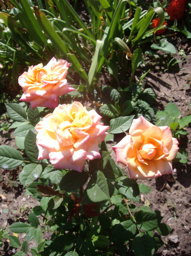 IMGP2339
