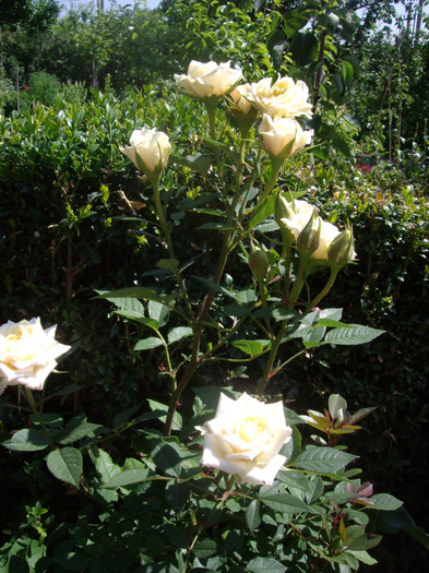 IMGP2341