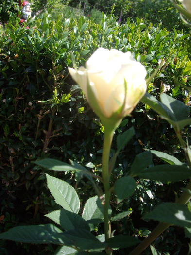 IMGP2342