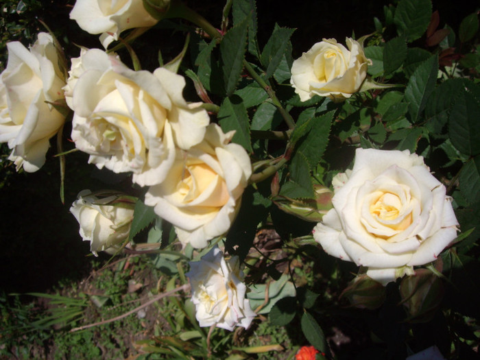IMGP2343