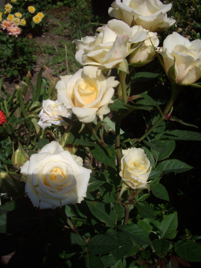 IMGP2344