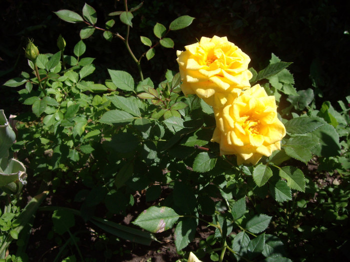 IMGP2345