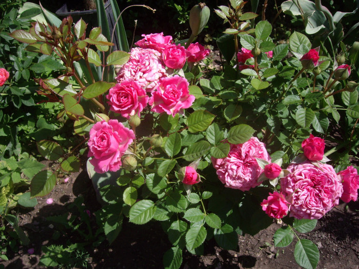 IMGP2348