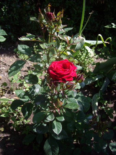 IMGP2350