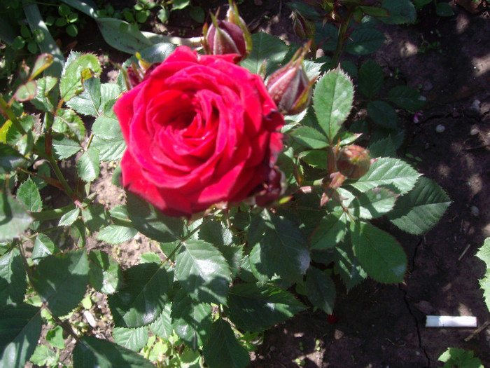 IMGP2351