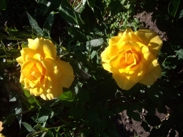 IMGP2354