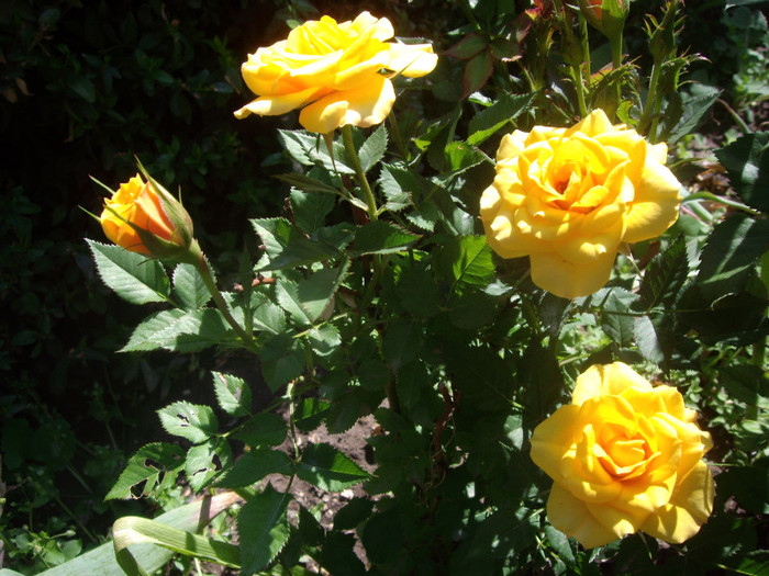 IMGP2355