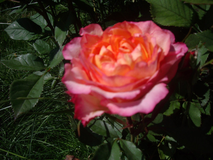 IMGP2366