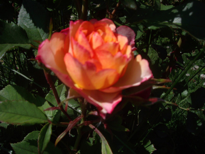 IMGP2367