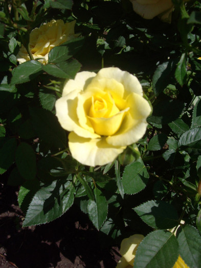 IMGP2369
