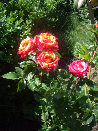 IMGP2372