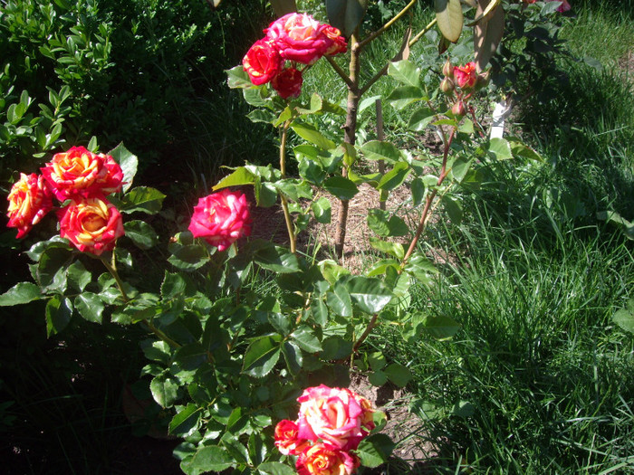 IMGP2373